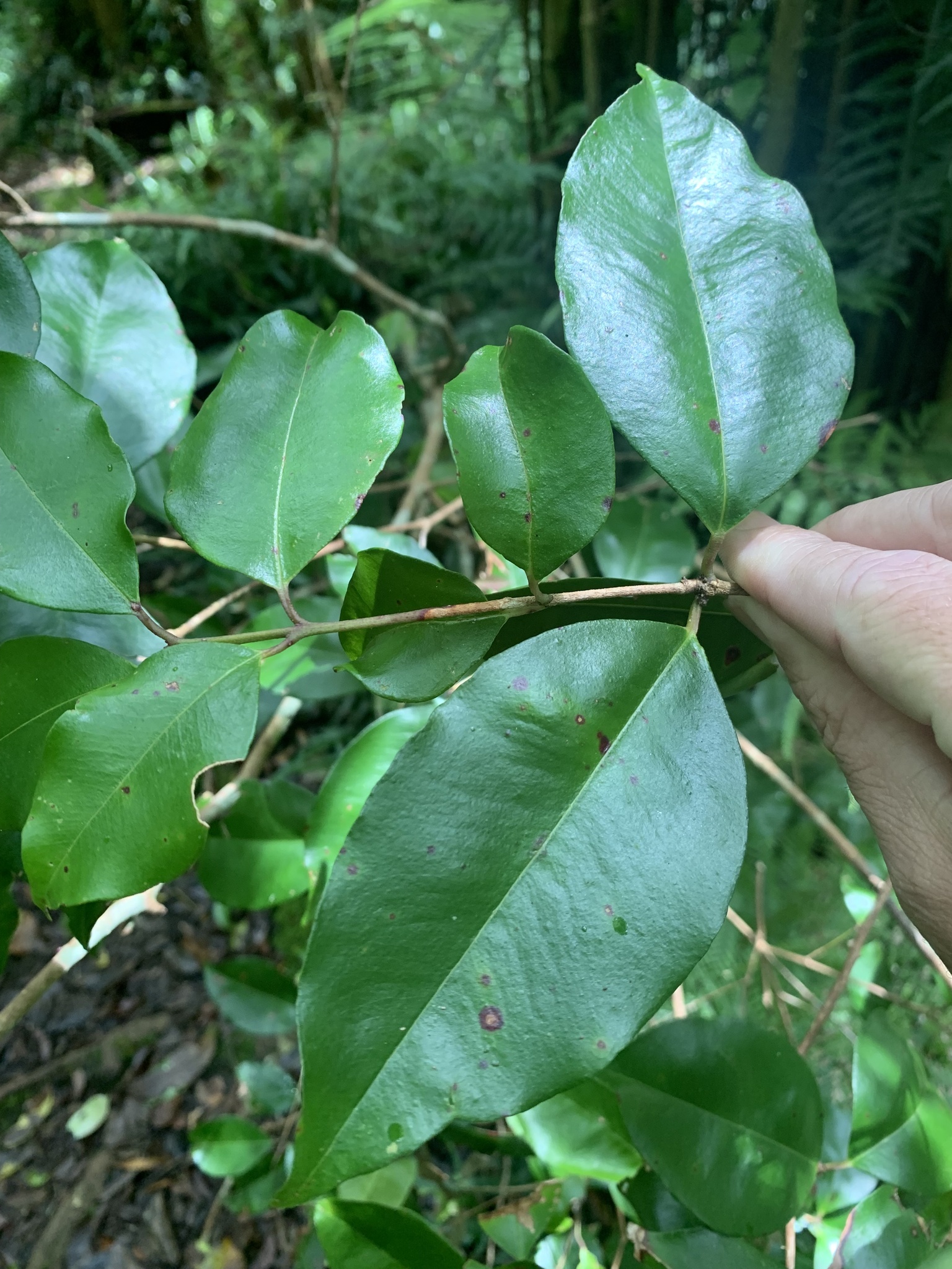 Syzygium Gaertn.