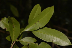 Litsea reticulata