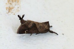 Clostera costicomma