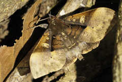 Ischyja manlia