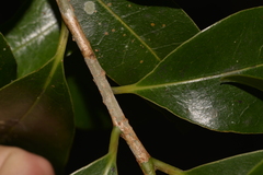 Litsea reticulata