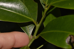Litsea reticulata