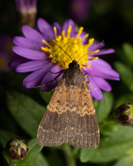 Hydrillodes lentalis