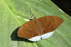 Tanaecia julii