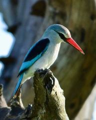 Halcyon senegalensis