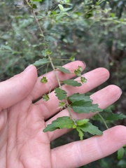 Acalypha capillipes