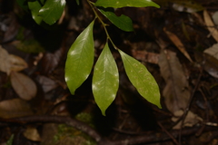 Cryptocarya meisneriana