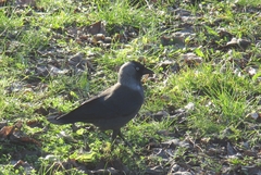 Corvus monedula monedula