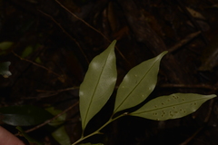 Cryptocarya meisneriana