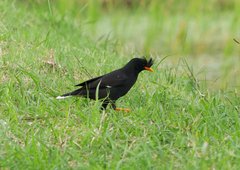 Acridotheres grandis