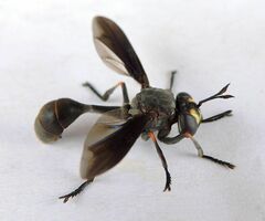 Physocephala floridana