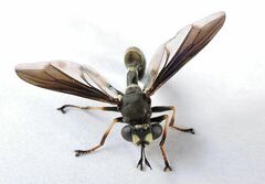 Physocephala floridana