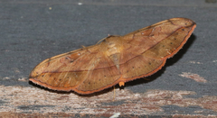 Anticarsia rubricans