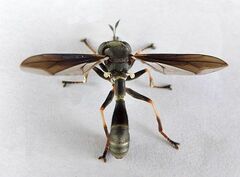 Physocephala floridana