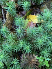 Dawsonia superba