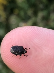 Amaurochrous brevitylus