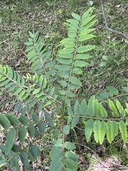 Ailanthus triphysa