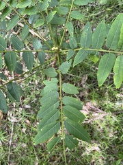 Ailanthus triphysa