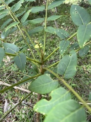 Ailanthus triphysa