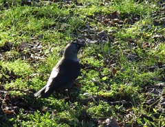 Corvus monedula monedula