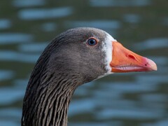 Anser anser domesticus