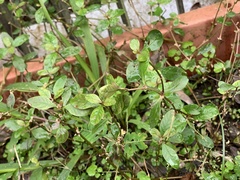 Alternanthera sessilis