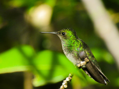 Chrysuronia leucogaster