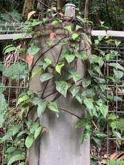 Ficus sarmentosa nipponica