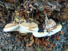 Ganoderma resinaceum