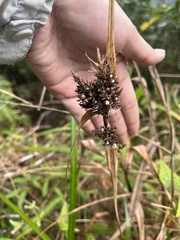 Scleria terrestris