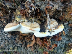 Ganoderma resinaceum