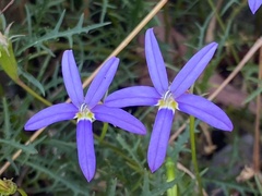 Lithotoma axillaris