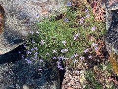 Lithotoma axillaris