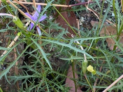 Lithotoma axillaris