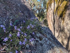 Lithotoma axillaris
