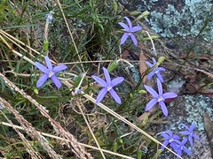 Lithotoma axillaris