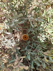 Banksia audax