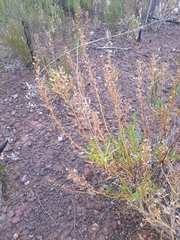 Goodenia scapigera