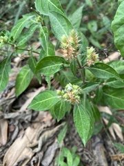 Lepidagathis formosensis
