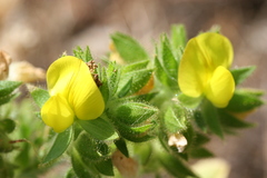 Ononis pubescens