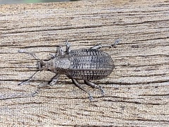 Compsus auricephalus