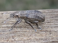 Compsus auricephalus