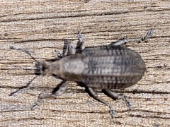 Compsus auricephalus