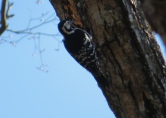 Dendrocopos leucotos