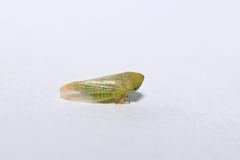Macropsis albae