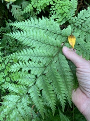 Parapolystichum microsorum