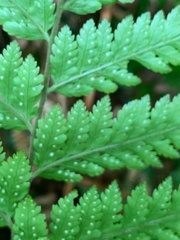 Parapolystichum microsorum