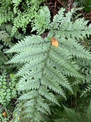 Parapolystichum microsorum