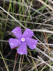 Mandevilla