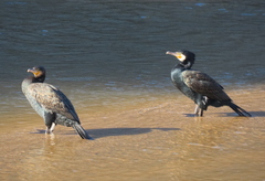 Phalacrocorax carbo carbo